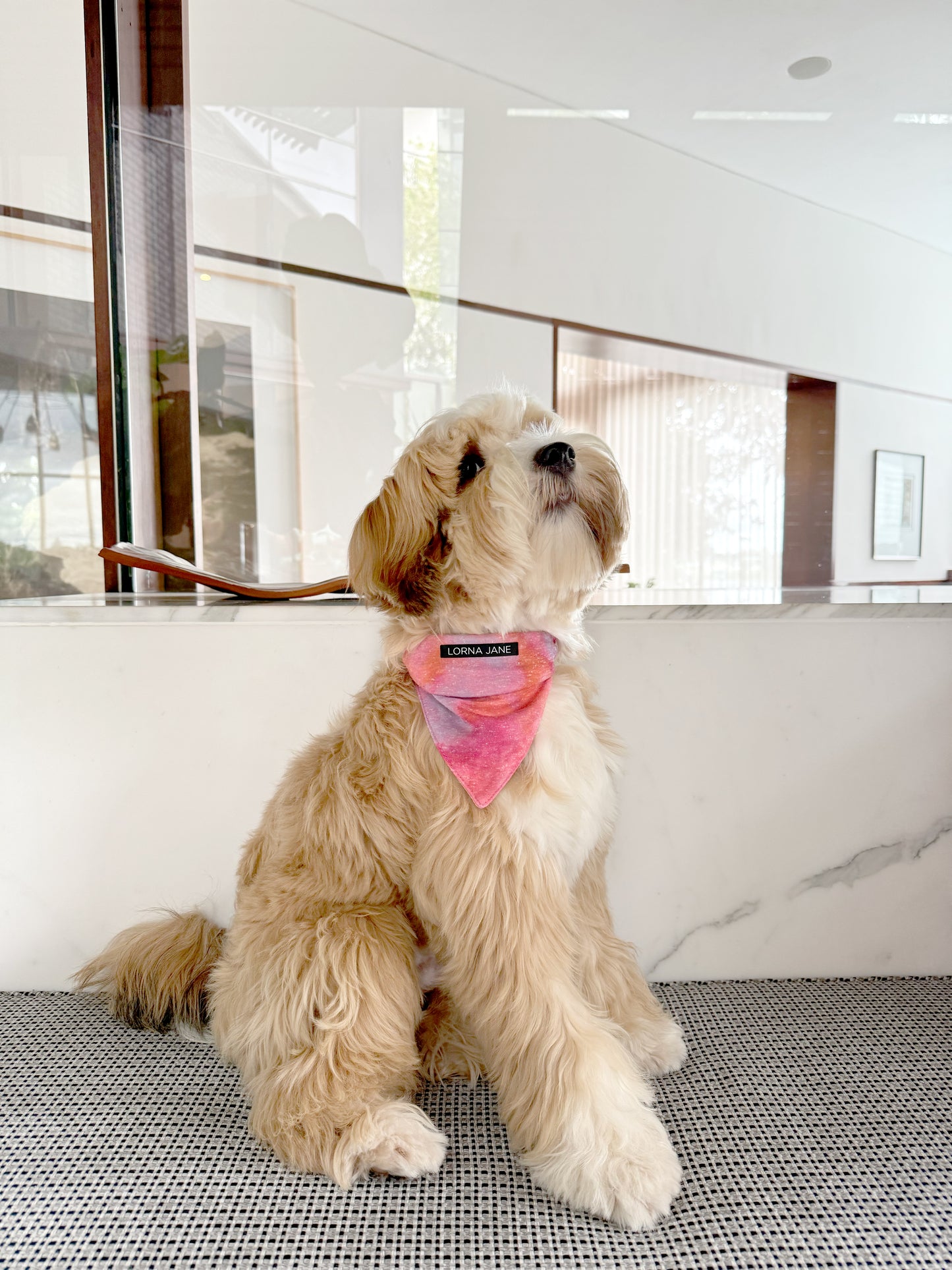 Lorna Jane Bandana Dog Collar - Festival Fever Print